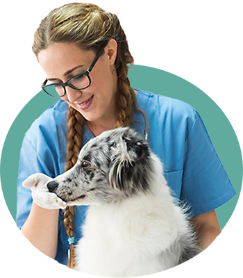 Ortopedia para Pets